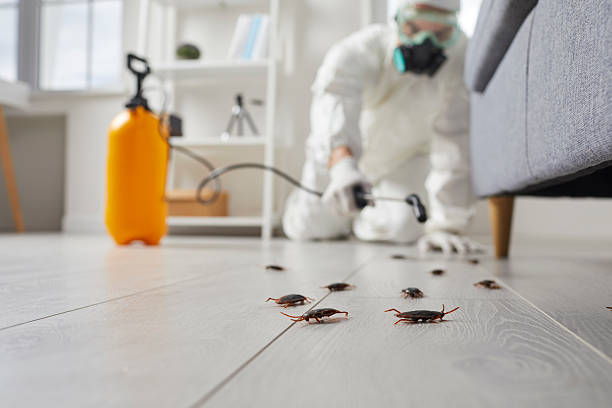 Commercial Kitchen Cockroach Control in McLean